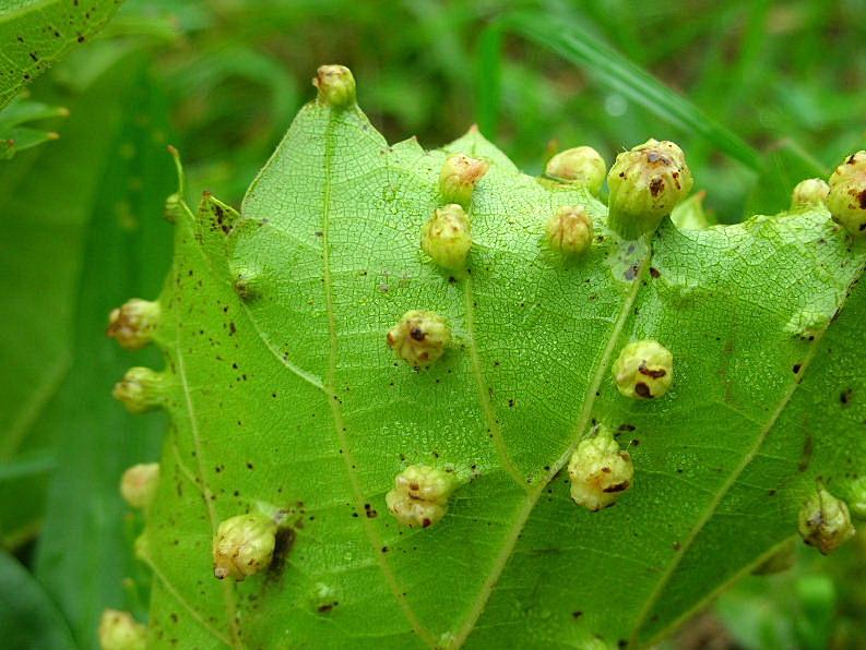 Galle dell'' afide Viteus vitifoliae (Filossera della vite)